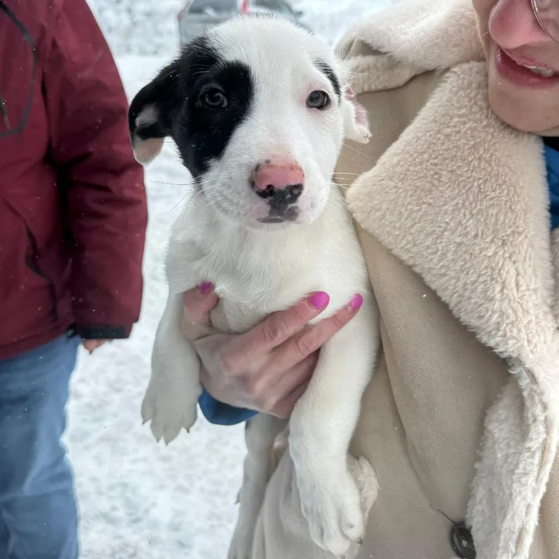 Ct Simon thumbnail 3