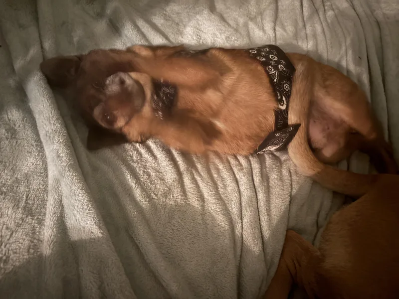 Bryarand Brodybonded Pair thumbnail 2