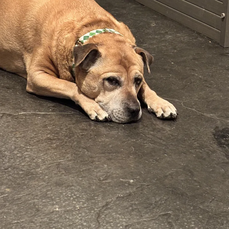 Bryarand Brodybonded Pair thumbnail 3