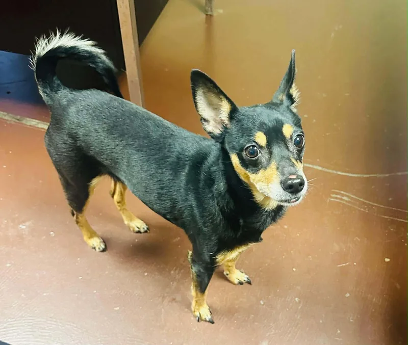 A young small-sized female Yellow / Tan / Blond / Fawn Chihuahua dog named Trixie for adoption in Westwood, NJ