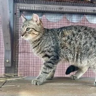 Lowe Frick thumbnail 2