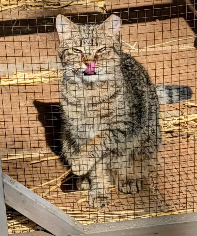 Lowe Frick thumbnail 3