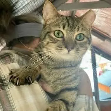 Lowe Frick thumbnail 4