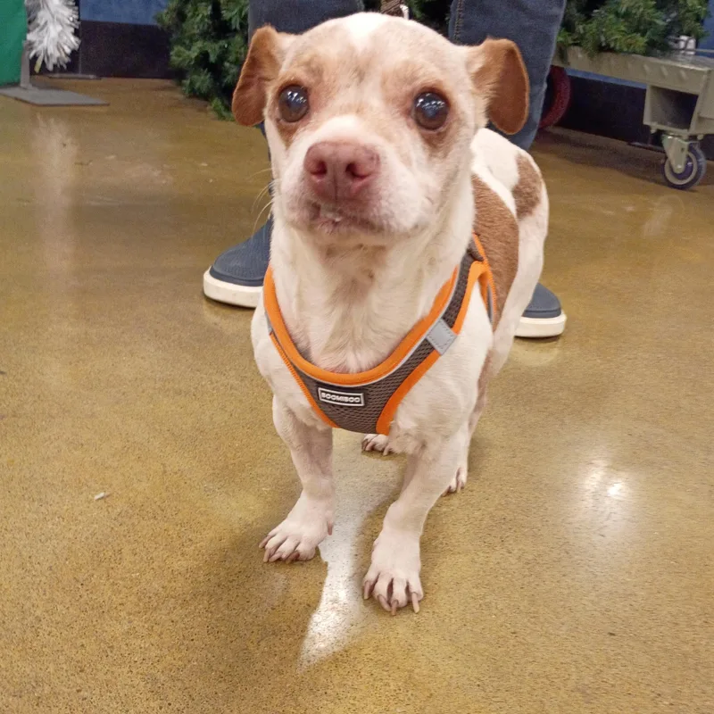 Pinto  Chihuahua Mix thumbnail 2