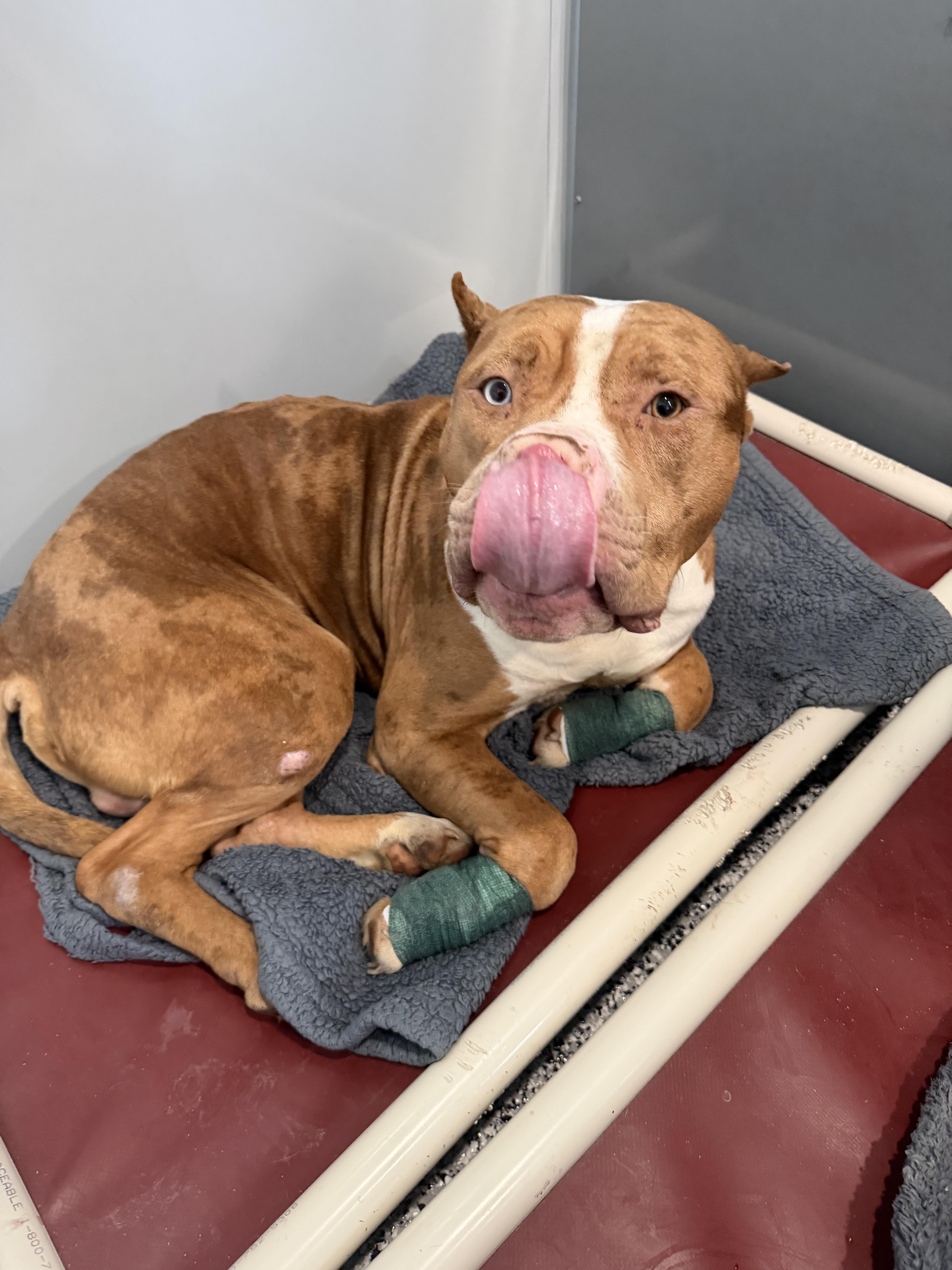 Brewer ❄️ thumbnail 2