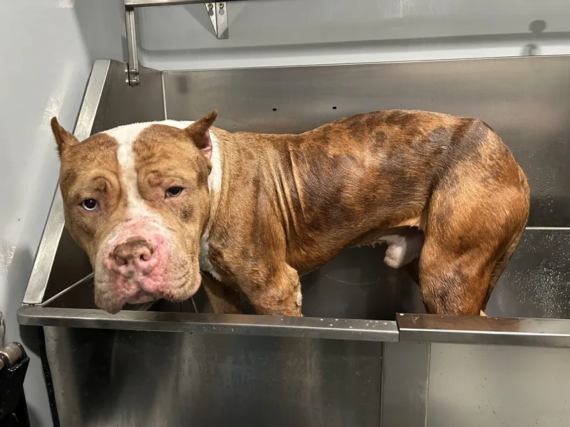 Brewer ❄️ thumbnail 3