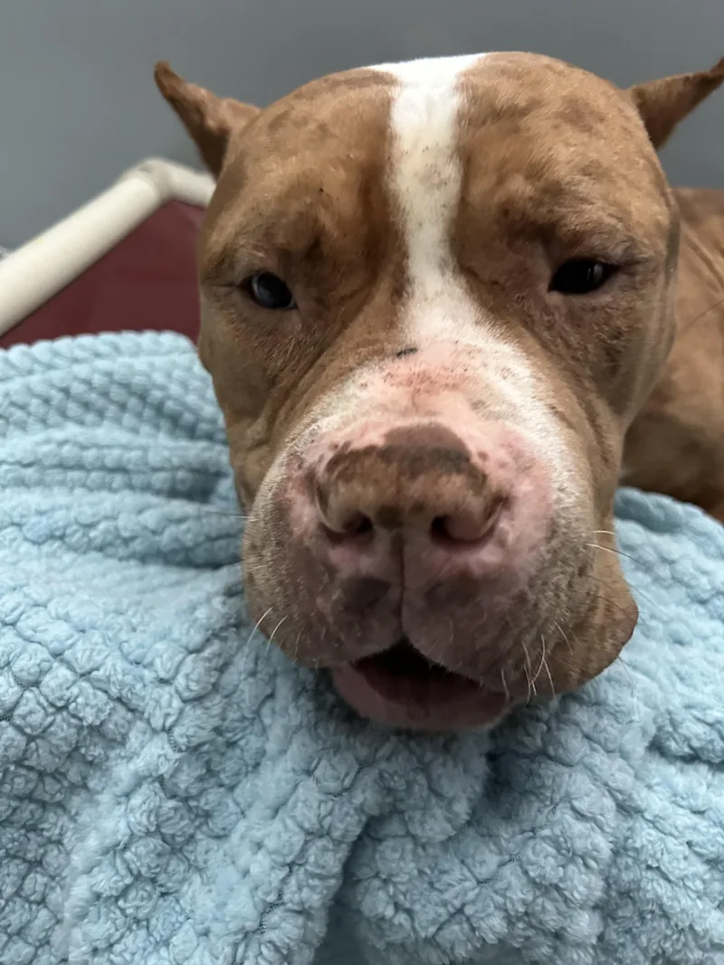 Brewer ❄️ thumbnail 4