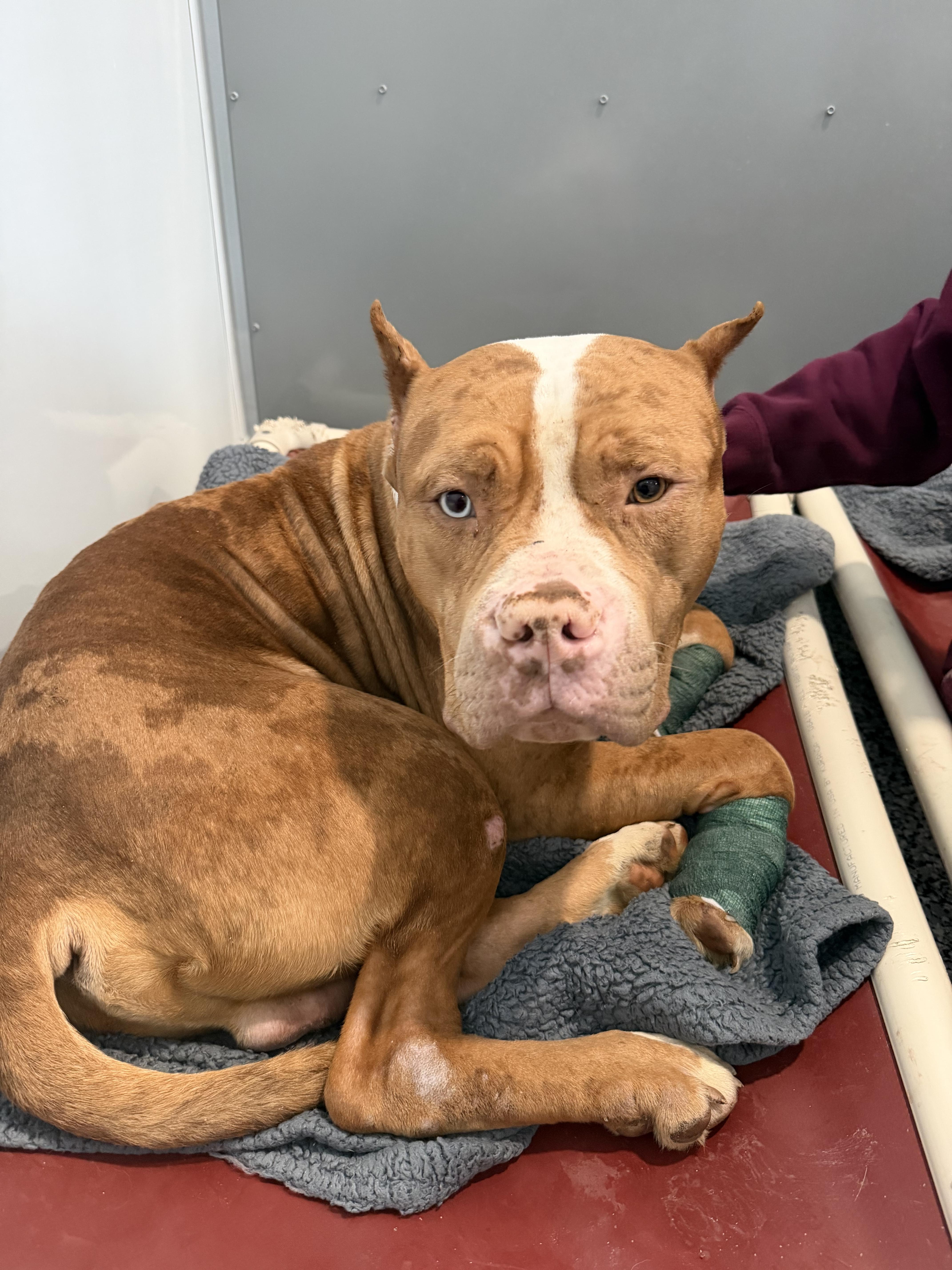 Brewer ❄️ thumbnail 5