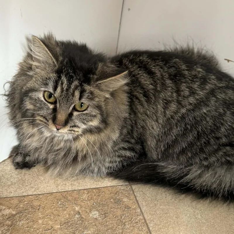 Gypsy Rose thumbnail 2