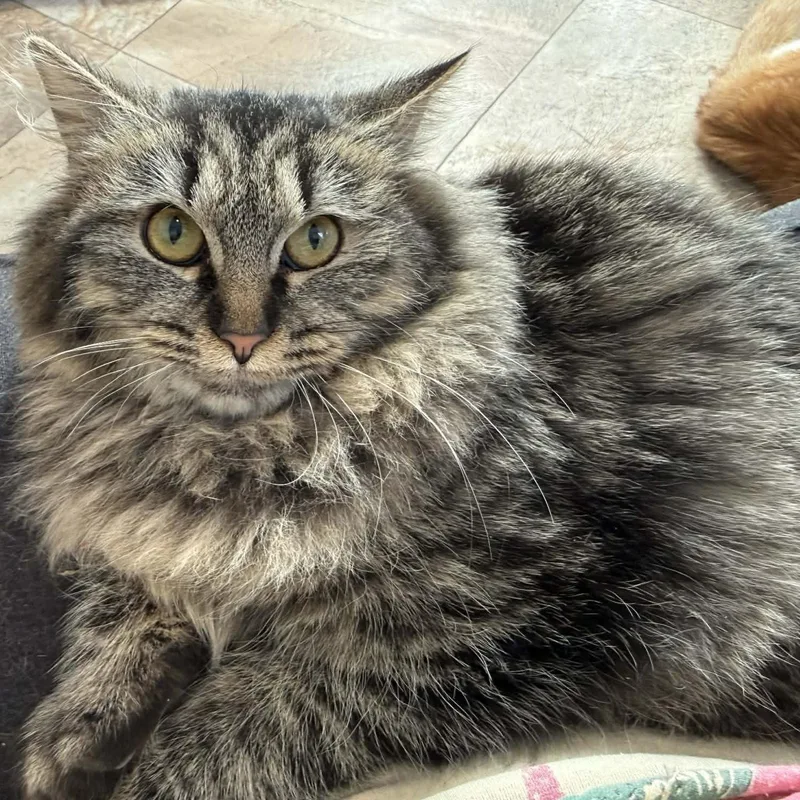 Gypsy Rose thumbnail 3