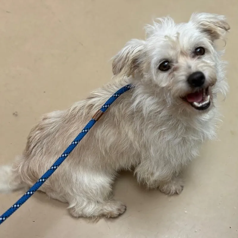 Gandalf  Chino Hills