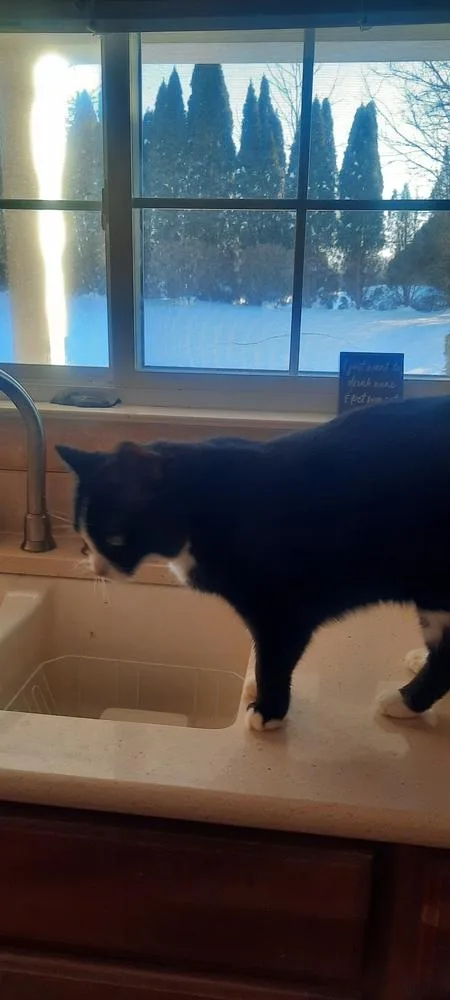A senior large-sized female Domestic Short Hair cat named Iris for adoption in Dayton, OH