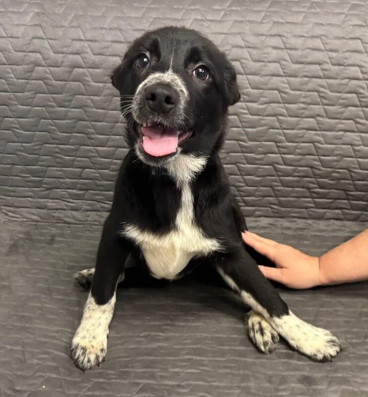 Pickle Pants thumbnail 2