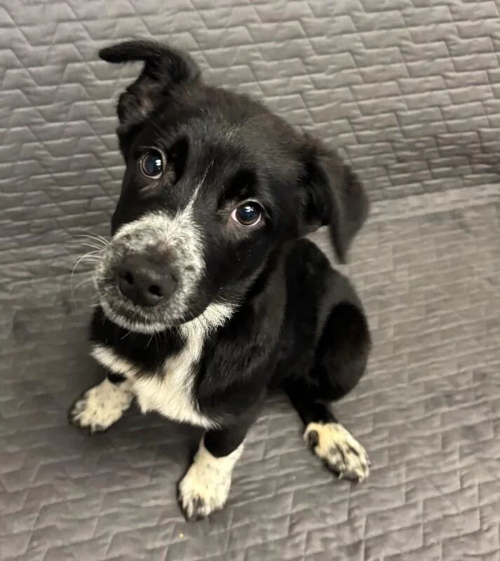 Pickle Pants thumbnail 3