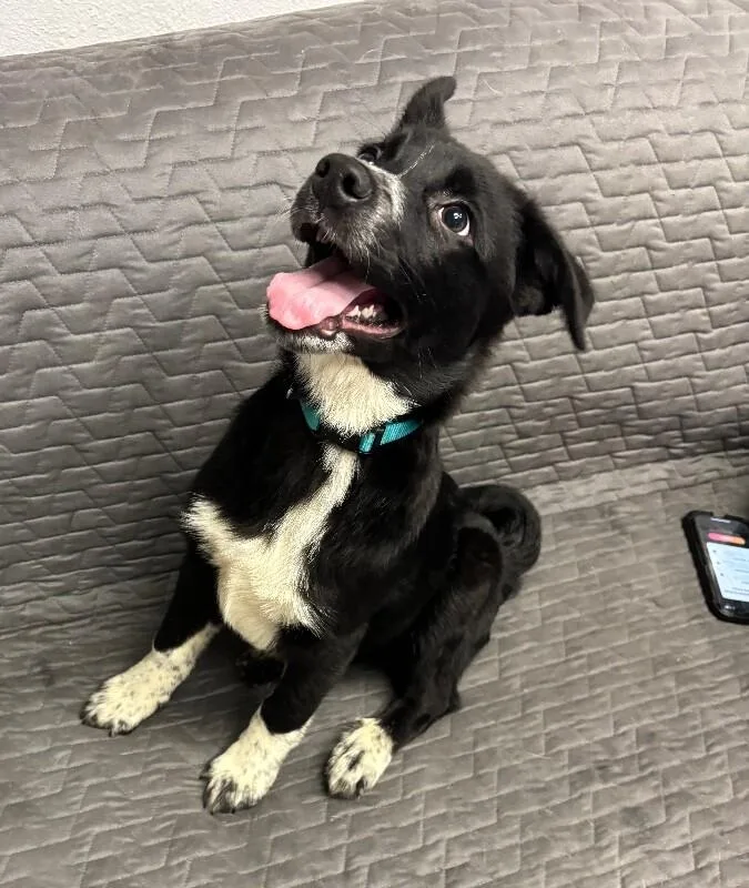 Pickle Pants thumbnail 4