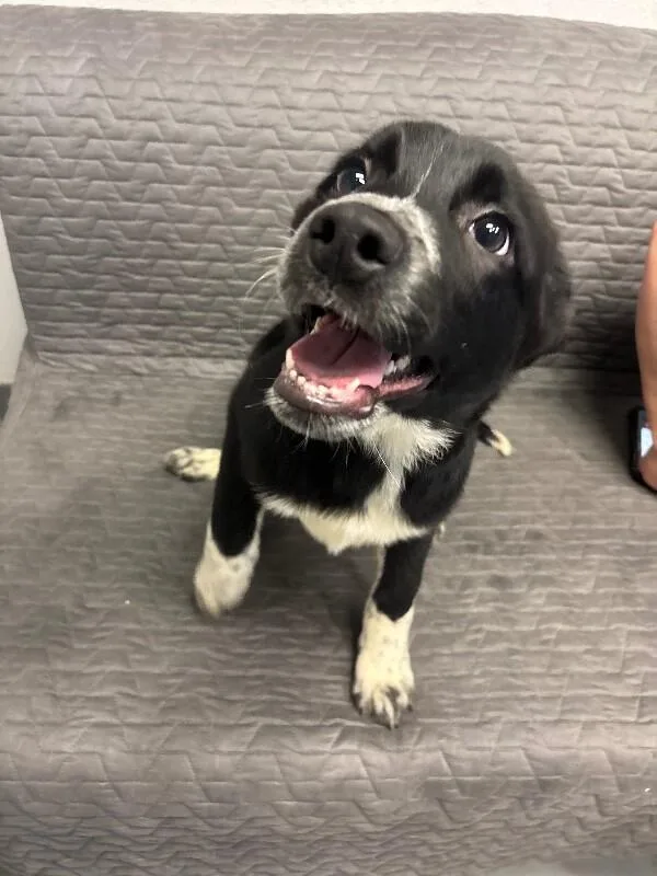 Pickle Pants thumbnail 5