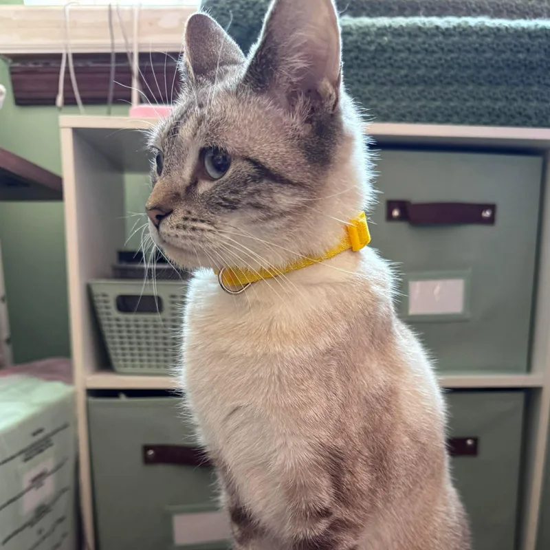 Sunshine thumbnail 2