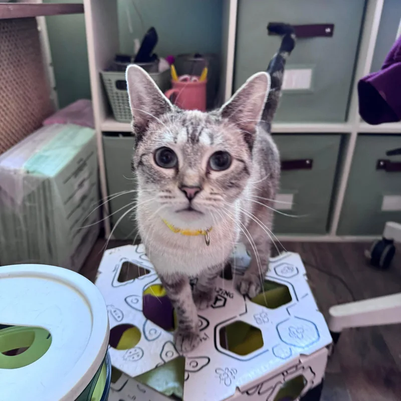 Sunshine thumbnail 3