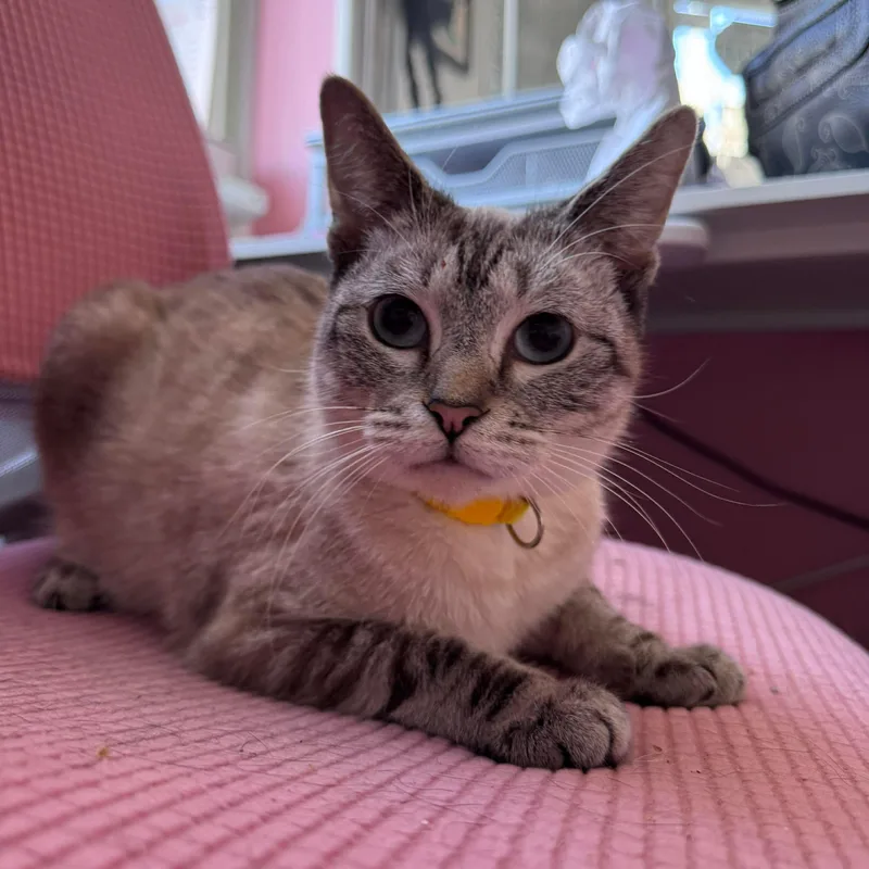 Sunshine thumbnail 4