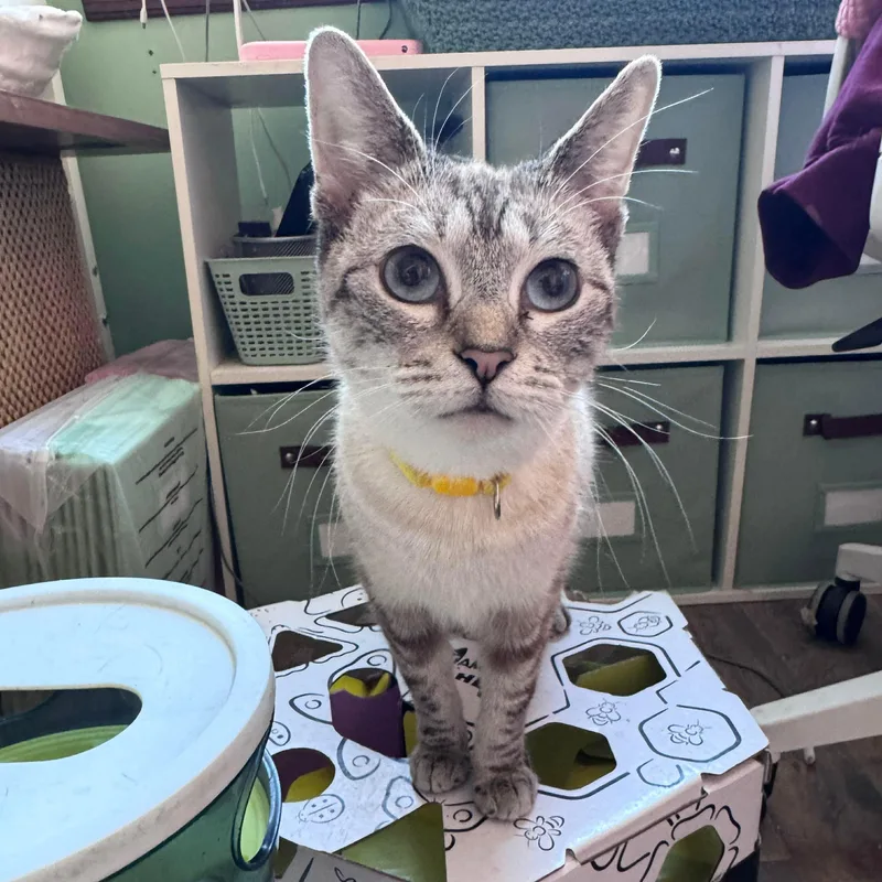 Sunshine thumbnail 5