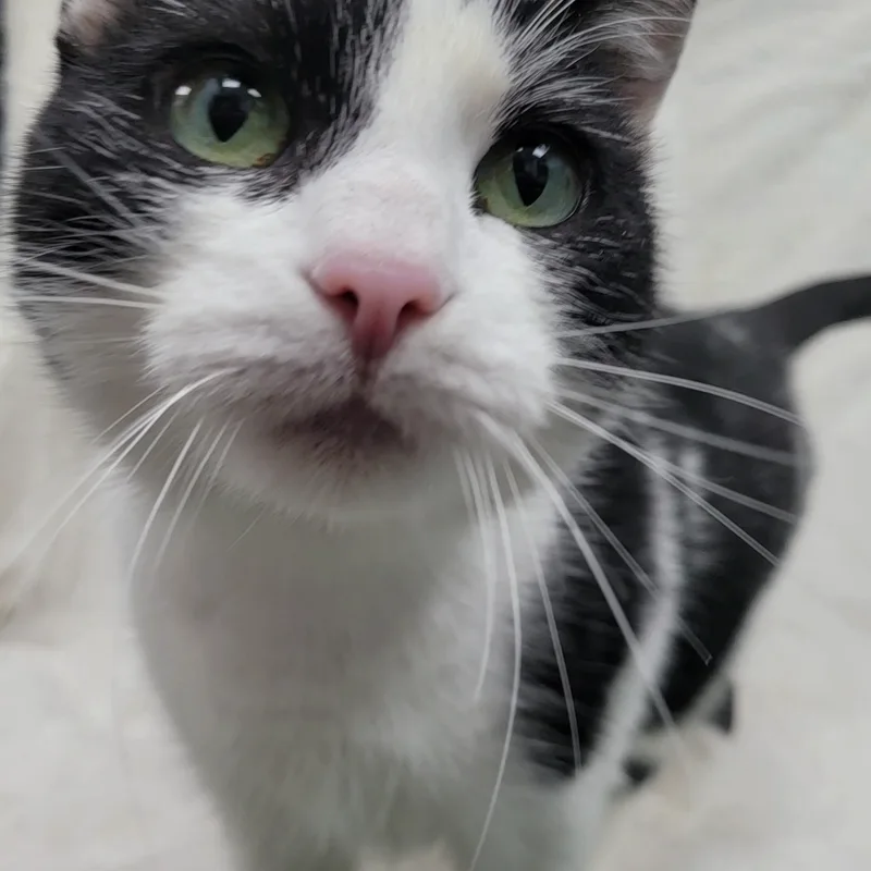 An adult large-sized female Black & White / Tuxedo Domestic Short Hair cat named Bandit for adoption in Lincolnwood, IL