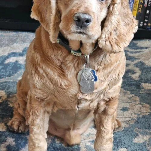 Buster N thumbnail 3