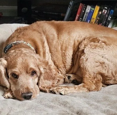 Buster N thumbnail 4