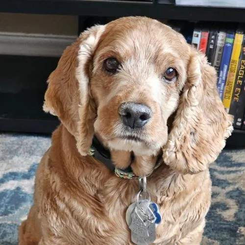 Buster N thumbnail 5