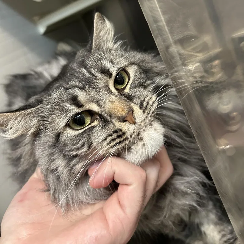 Nala Noco thumbnail 5