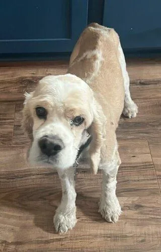 Casper N thumbnail 3