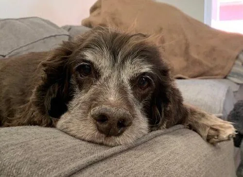 Trombone thumbnail 3