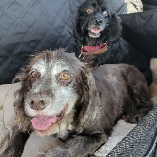 Trombone thumbnail 4