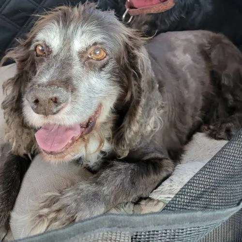 Trombone thumbnail 5