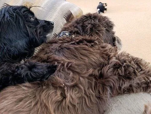 Tamborine thumbnail 3