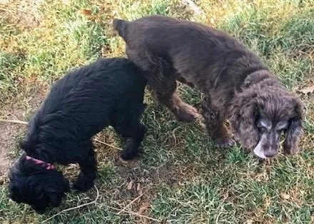 Tamborine thumbnail 4