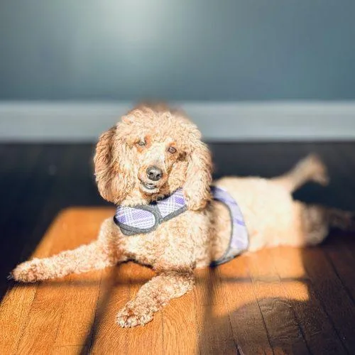 Penny Poodle thumbnail 2