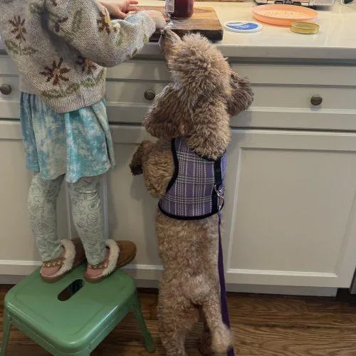 Penny Poodle thumbnail 3