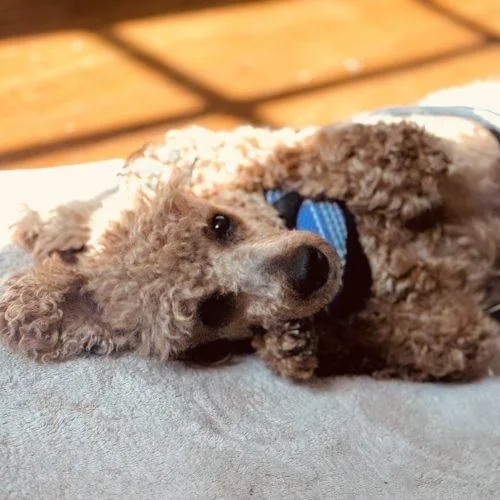 Penny Poodle thumbnail 4