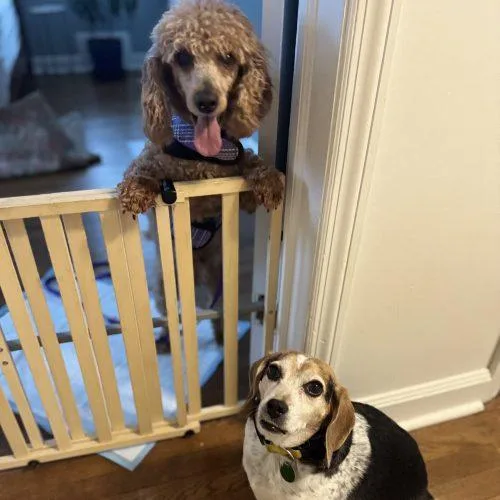 Penny Poodle thumbnail 5