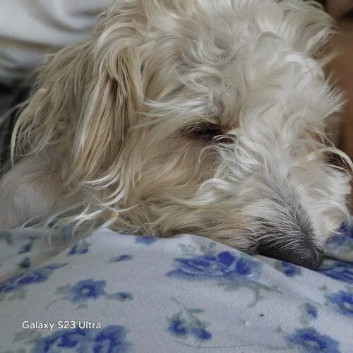 Mr.  Marbles thumbnail 2