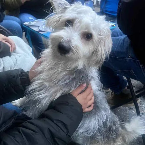 Mr.  Marbles thumbnail 3