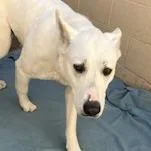 Mistletoe thumbnail 2