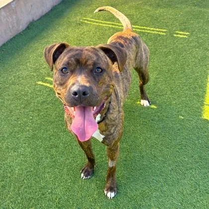 Rockette thumbnail 2