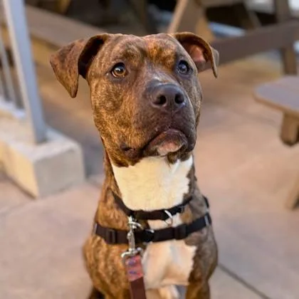 Rockette thumbnail 3