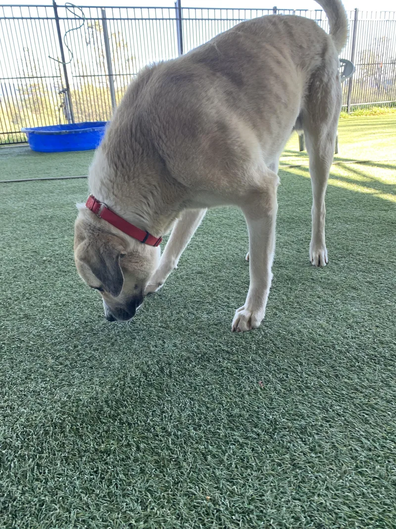 Chutters thumbnail 2