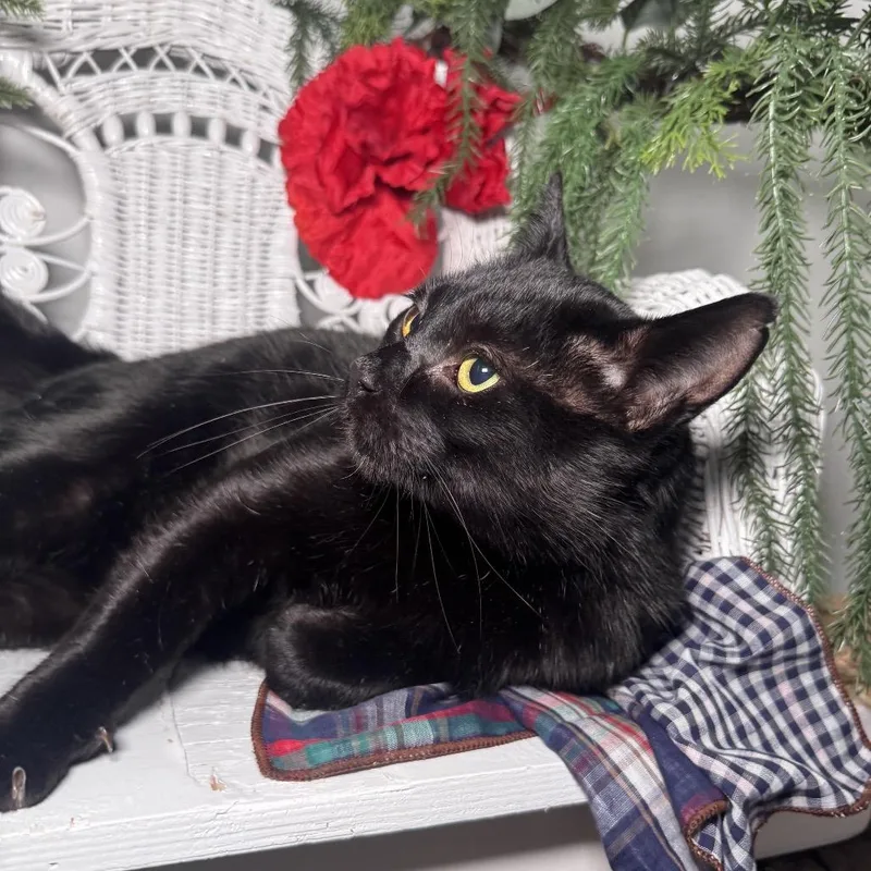 Road House Fiv+ thumbnail 3