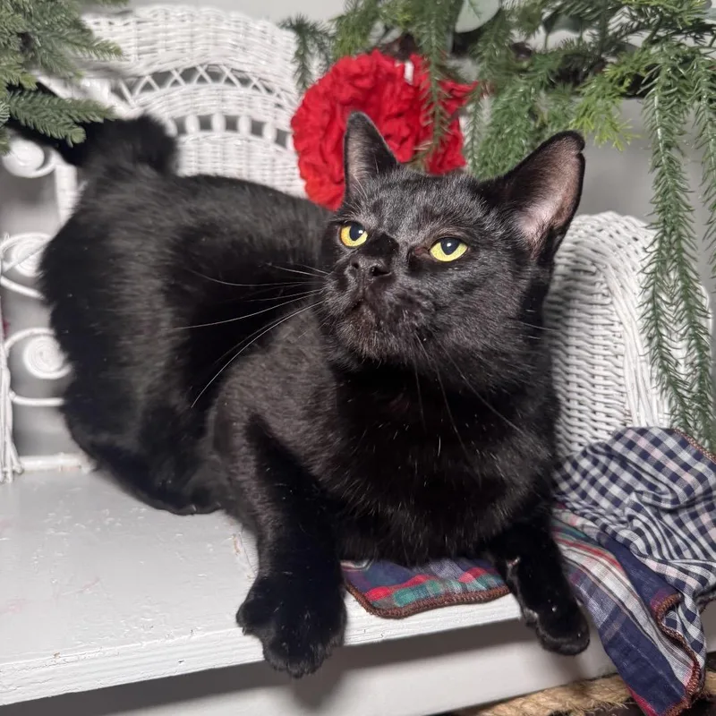 Road House Fiv+ thumbnail 4