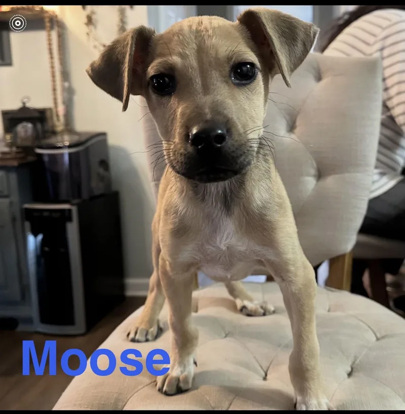 Moose