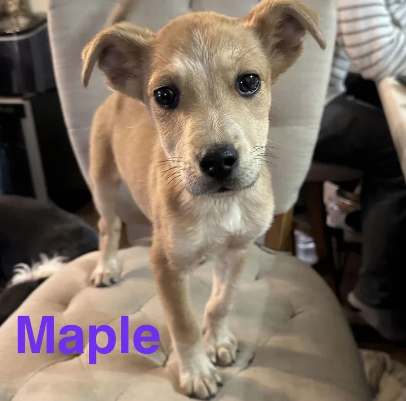 Maple thumbnail 2