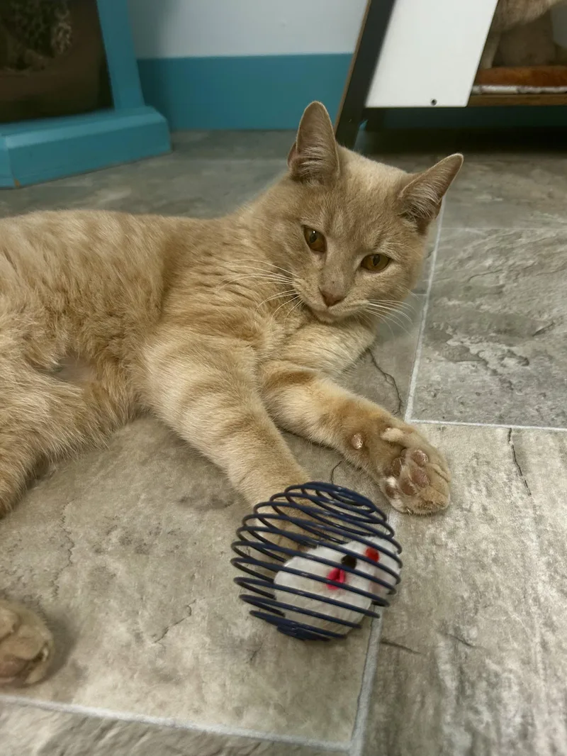 Meatloaf thumbnail 2